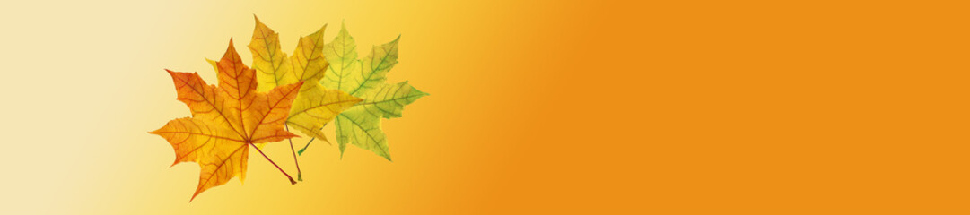 Falling autumn leaves