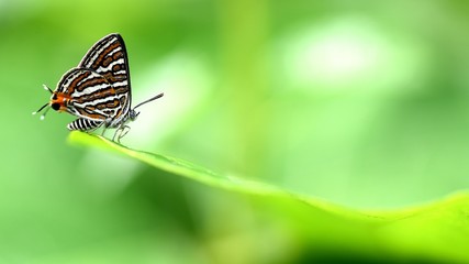 Obraz premium Butterfly