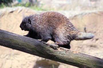 Baumstachler (im Zoom, Zoo Gelsenkirchen)