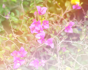 Bougainvillea flower colorful tone background