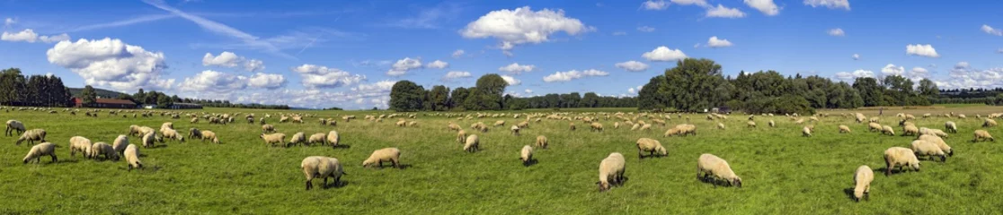 Papier Peint photo Lavable Moutons Troupeau de moutons panorama