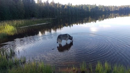 Thirsty dog, Sörsjön, Sweden