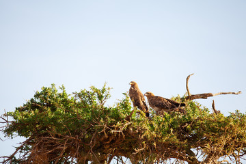 Tawny Eagle, Masai Mara