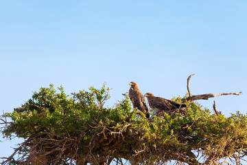 Tawny Eagle, Masai Mara