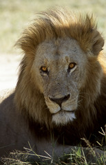 Primo piano di un leone - lion (Panthera leo) del Moremi Wildlife Reserve in Botswana
