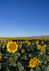 Field of Sunflowers.