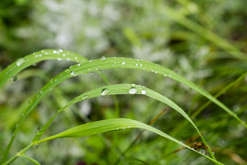 Травинки с каплями воды