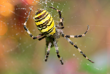 argiope bruennichi