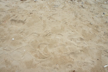 Footprints in the sand