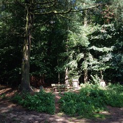 Sonniges Plätzchen beim Waldspaziergang
