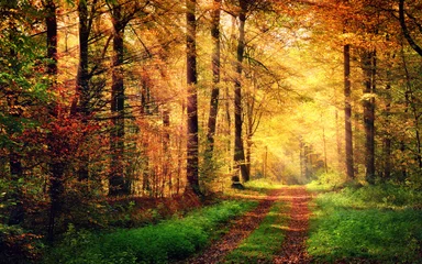 Papier Peint photo Forêt Paysage de forêt d& 39 automne avec des rayons de lumière chaude