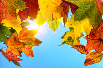 Naklejka na ściany i meble Colourful autumn leaves and the sun in the blue sky