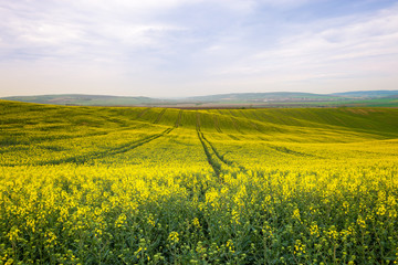 Rolling hills and yellow fields