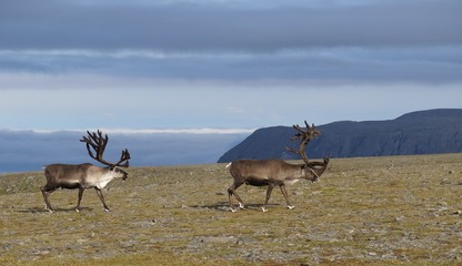 grazing reindeers in Nordkapp