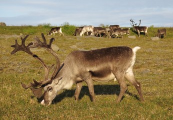 grazing reindeers in Nordkapp