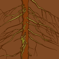 Vector illustration Spruce.