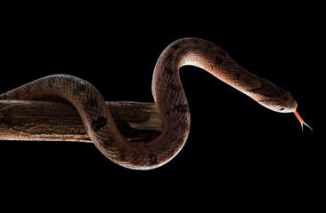 Obraz premium baby snake isolated