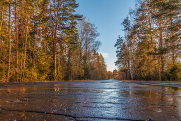 Вдоль дороги сосны © vredaktor