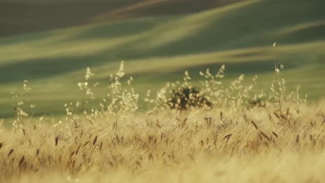 Wide slow motion panning shot of wheat blowing in  / Val d'Orcia, Tuscany, Italy