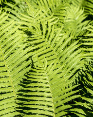 beautiful green fern