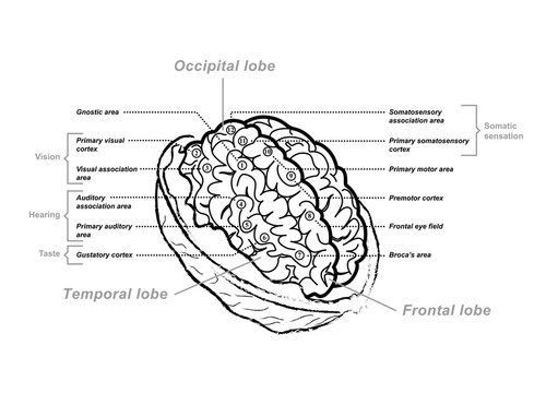 anatomie et fonctions du cerveau noix
