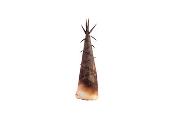 Bamboo shoot on white background, with clipping path.