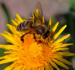 Fleißiges Bienchen