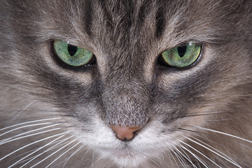 Портрет кошки очень крупно. Глаза зеленые и нос. Кот серый, пушистый, лохматый