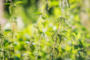 Nettles in the sun