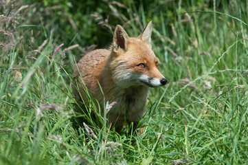 Red Fox (Vulpes Vulpes)/Red Fox in deep green grass