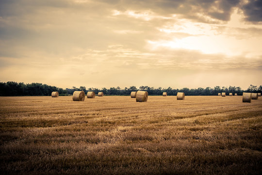 Round bales in the countryside