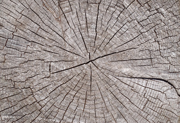Old cracked stump closeup