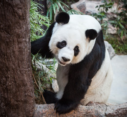 Very big panda