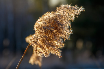 Тростник под ветром