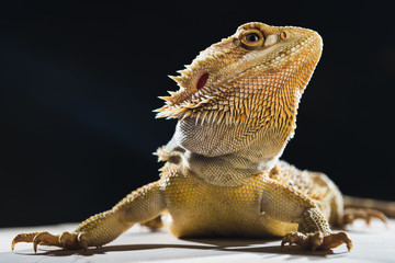 Bearded Dragon on black background with backlights