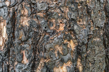 Burnt bark
