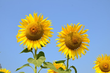 Sunflower in Morning