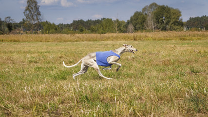 Obraz na płótnie Canvas Coursing. Hound Dog Horta is running on the field. Blue shirt