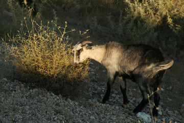 Obraz premium Goat