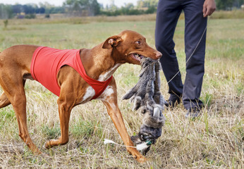 Coursing. Pharaoh Hound caught bait. Rabbit skin. Red shirt © krushelss