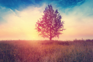 Obraz na płótnie Canvas Landscape with tree over sunrise