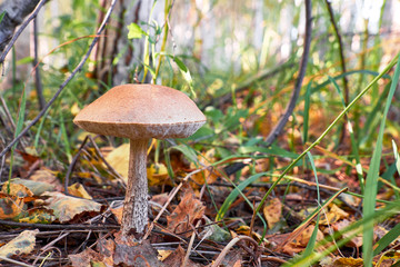 Leccinium scabrum