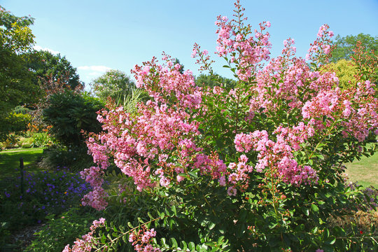Lagerstroemia
