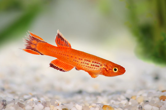 Killi Aphyosemion austral Hjersseni gold Aquarium fish