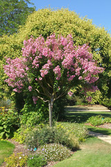 Fototapeta premium Lagerstroemia dans un parc paysager