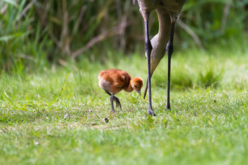 sandhill crane and baby chick