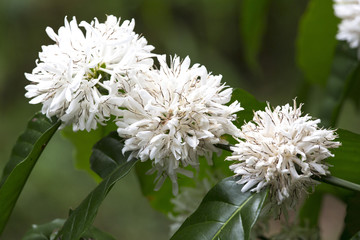 Coffee tree with white coffee flower on cafe plantation