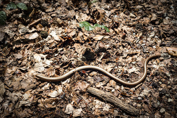blindworm