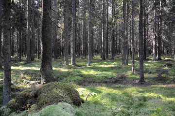 Dense fir forest at the summer season