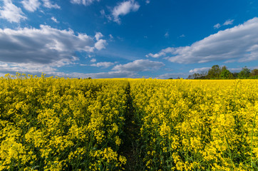Path in a blooming yellow rapeseed field under blue sky